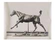 Photo D'une Sculpture En Cire De Degas:Cheval Au Galop Sur Le Pied Droit (Rf 2105) by Ambroise Vollard Limited Edition Print