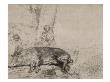 Le Cochon ; 1Er Ã‰Tat by Rembrandt Van Rijn Limited Edition Print