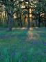 Field Of Camas And Oak Trees, Salem, Oregon, Usa by Julie Eggers Limited Edition Print