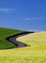 Spring And Winter Wheat Fields, Palouse Country, Washington, Usa by Terry Eggers Limited Edition Print
