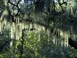 Spanish Moss On Live Oak Trees, Savannah, Georgia, Usa by Jim Engelbrecht Limited Edition Pricing Art Print