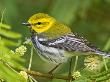 Black-Throated Green Warbler, Padre Island, Texas, Usa by Larry Ditto Limited Edition Print