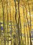 Fall Colors Of Aspens, Sierra Nevada Mountains, California, Usa by Christopher Talbot Frank Limited Edition Pricing Art Print