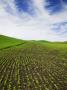 Spring Field Of Peas And Wheat, Palouse Country, Idaho, Usa by Terry Eggers Limited Edition Print
