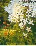 Summer Clematis by J. Charles Limited Edition Print