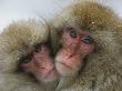 A Pair Of Japanese Macaques, Or Snow Monkeys, Cuddle Together by Tim Laman Limited Edition Print