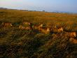 A Pride Of African Lions Walk Through Tall Savanna Grass by Michael Nichols Limited Edition Print