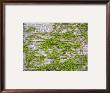 China, Shandong Province, Qufu, Kong (Confucius) Family Mansion, Ivy On Ancient Wall by Keren Su Limited Edition Print