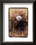 Wildflower I by Troy Kendal Limited Edition Pricing Art Print