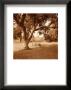 Arboretum by Sondra Wampler Limited Edition Print