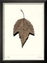 Red Maple by Alan Blaustein Limited Edition Pricing Art Print