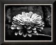 Zinnia by Harold Silverman Limited Edition Print
