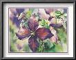 Purple Clematis by Peggy Thatch Sibley Limited Edition Pricing Art Print