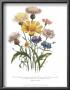 Centaurea Crocadylium by Jane W. Loudon Limited Edition Print