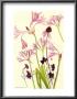 Crinum Nerine And Autumn Flowers by Elizabeth Blackadder Limited Edition Print