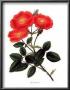 Rosa Provincialis by George Henry Andrews Limited Edition Print