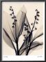 Lily Of The Valley by Judith Mcmillan Limited Edition Print