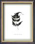 Leaf Xiv by William Cahill Limited Edition Pricing Art Print