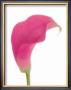Hot Pink Calla Lily by George Fossey Limited Edition Pricing Art Print