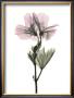 Geranium by Acee Limited Edition Print