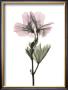 Geranium by Acee Limited Edition Print