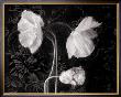 Poppy Iii by Sondra Wampler Limited Edition Print