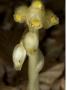 Monotropa Hypopitys, Dutchman's Pipe, Yellow Bird's-Nest Or Pinesap by Stephen Sharnoff Limited Edition Print
