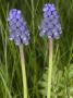 Muscari Neglectum, Or Possibly Muscari Armeniacum, Grape Hyacinth by Stephen Sharnoff Limited Edition Pricing Art Print