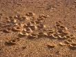 Close-Up Of A Cluster Of Ant Mounds In The Desert by Stephen Sharnoff Limited Edition Pricing Art Print