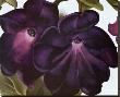 Black And Purple Petunias by Georgia O'keeffe Limited Edition Print