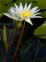 Close Shot Of An Amazon Water Lily Floating On Water by Stephen Sharnoff Limited Edition Print