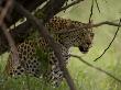 Leopard Watching From Behind A Tangle Of Tree Branches by Beverly Joubert Limited Edition Print