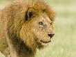 Lion (Pathera Leo) by Beverly Joubert Limited Edition Print