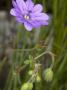 Flower Of Geranium Pyreniacum, The Hedge Or Mountain Cranesbill by Stephen Sharnoff Limited Edition Print