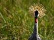 Portrait Of A Crested Crane by Beverly Joubert Limited Edition Pricing Art Print