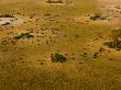 Aerial Of African Buffalo Grazing On The Duba Plains by Beverly Joubert Limited Edition Print