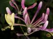Close-Up Of Lonicera Etrusca, Or Etruscan Honeysuckle by Stephen Sharnoff Limited Edition Print