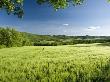 Long View Of A Green Field Of Grain On A Spring Day In Provence by Stephen Sharnoff Limited Edition Print