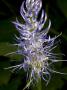 Phyteuma Betonicifolium, The Blue-Spiked Rampion, Possibly P. Ovatum by Stephen Sharnoff Limited Edition Print