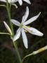 Anthericum Liliago, Le Petit Lys, Or St. Bernard's Lily by Stephen Sharnoff Limited Edition Print
