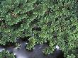 Aquatic Fern, Azolla Filliculoides, A Mosquito Fern by Stephen Sharnoff Limited Edition Print