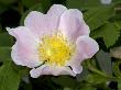 Pale Pink Flower Of A Wild Rose, A Species Of Rosa by Stephen Sharnoff Limited Edition Print