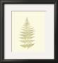 Lowes Fern V by Edward Lowe Limited Edition Pricing Art Print