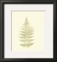 Lowes Fern V by Edward Lowe Limited Edition Print