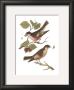 Antique Bird Pair I by James Bolton Limited Edition Print