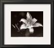Day Lily by Harold Silverman Limited Edition Print