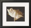 Champagne Tulip Iv by Charles Britt Limited Edition Pricing Art Print