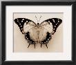 Polyura Pyrrhus, Ventral View by Raquel Edwards Limited Edition Print