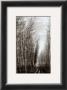 Spain, Gerona Trees by Dickens Limited Edition Print