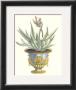 Aloe Africana by Johann Wilhelm Weinmann Limited Edition Print